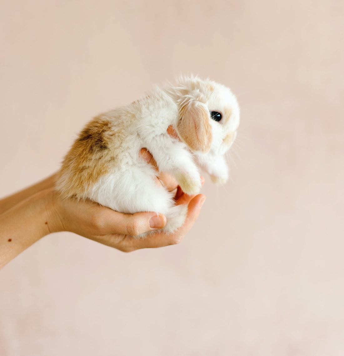 Quels produits ménagers utiliser au contact des animaux ?