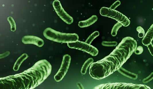 Cellules de bactéries vertes