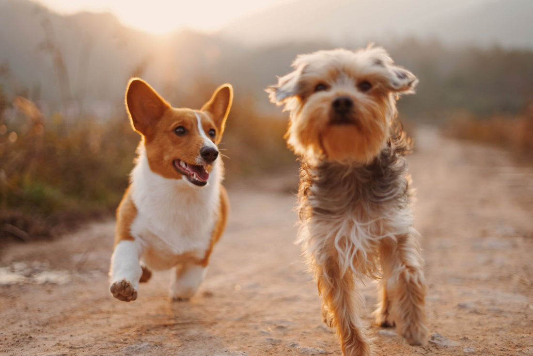 Quel produit ménager pour les propriétaires d'animaux de compagnie ?