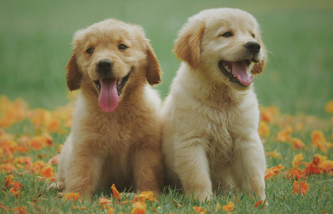 Deux chiots labrador dans un champ de fleurs orange