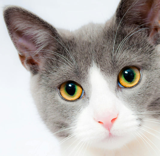 Un chat gris et blanc avec les yeux jaune
